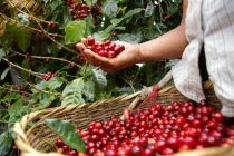 Thị trường giá nông sản hôm nay 1/7: Giá tiêu, giá cà phê tiếp tục tăng