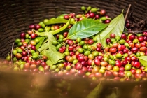 Thị trường giá nông sản hôm nay 3/7: Giá cà phê, giá tiêu tăng 500 đồng/kg