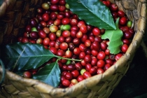 Giá cà phê hôm nay 5/7: Cập nhật giá cà phê Tây Nguyên, miền Nam