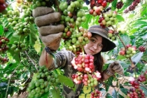 Thị trường giá nông sản hôm nay 8/7: Giá tiêu, giá cà phê tăng mạnh