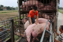 Bảng giá thịt heo hơi hôm nay 18/7: Cần xử lý nghiêm doanh nghiệp không hạ giá thịt lợn