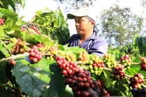 Thị trường giá nông sản 21/7: Giá tiêu đi ngang, cà phê giảm