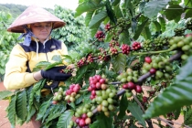 Thị trường giá nông sản hôm nay 6/8: Cà phê giảm sâu, giá tiêu tăng