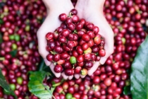 Giá nông sản hôm nay 8/8: Giá tiêu, giá cà phê tăng trở lại