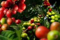 Giá cà phê Tây Nguyên hôm nay 24/8: Dự báo giá cà phê tăng tuần này