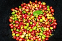 Giá cà phê hôm nay 9/9: Giá cà phê Tây Nguyên giảm, mất mốc 33.000 đồng/kg