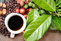 Giá cà phê hôm nay 10/9/2020: Giá cà phê tăng mạnh trở về mức 33.000 đồng/kg