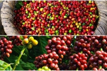 Giá cà phê 22/9/2020 hôm nay: Giảm sâu về mốc 31.000 đồng/kg