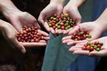Giá cà phê 23/9/2020 hôm nay: Tiếp tục giảm thêm 200 đồng/kg