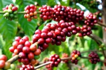 Giá cà phê 24/9/2020 hôm nay: Giá cà phê trong nước tăng