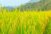 Giá lúa gạo hôm nay ngày 6/10: Dịch Covid-19 các nước tích trữ lương thực, giá gạo dự báo tăng