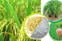 Giá lúa gạo hôm nay ngày 11/10: Giá gạo trong nước tăng mạnh