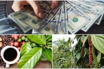 Thị trường giá nông sản hôm nay 26/10: Đầu tuần giá tiêu, giá cà phê tăng mạnh