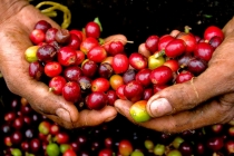 Thị trường giá nông sản ngày 24/11: Giá tiêu, giá cà phê tăng nhẹ