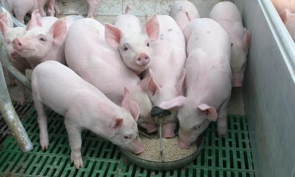 Giá lợn hơi hôm nay 3/3/2022: Giảm cả 3 miền, giá thấp hơn 25.000 đồng/kg so cùng kỳ năm ngoái