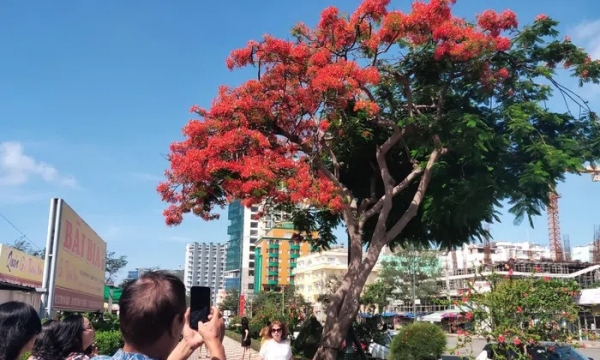 Truy tìm ‘tọa độ’ cây phượng 'lạ' ở Vũng Tàu