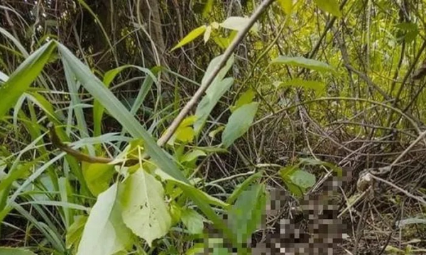 Thấy mùi khó chịu trong bụi cây, người đàn ông tá hỏa khi phát hiện tử thi