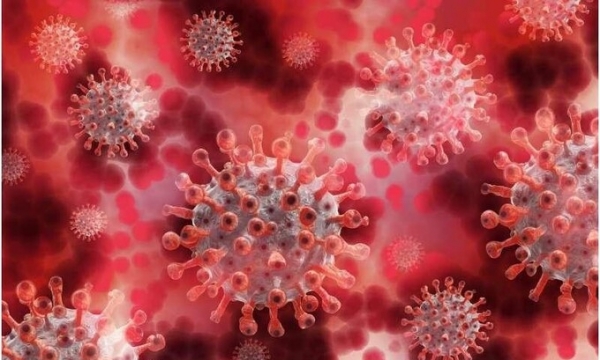 Virus cúm gia cầm có thể gây bệnh cho người nặng hơn các virus cúm khác