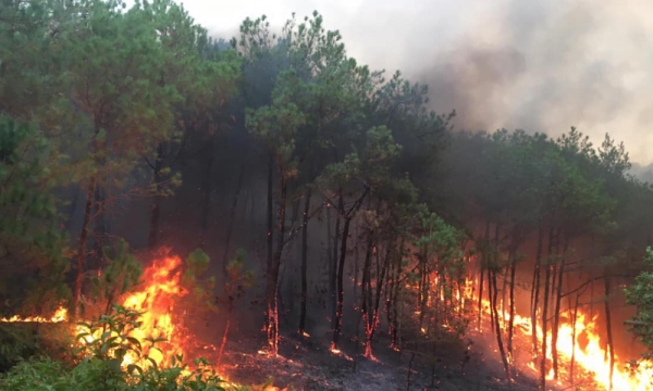 Nghệ An: Cảnh báo nguy cơ xảy ra cháy rừng ở mức cao