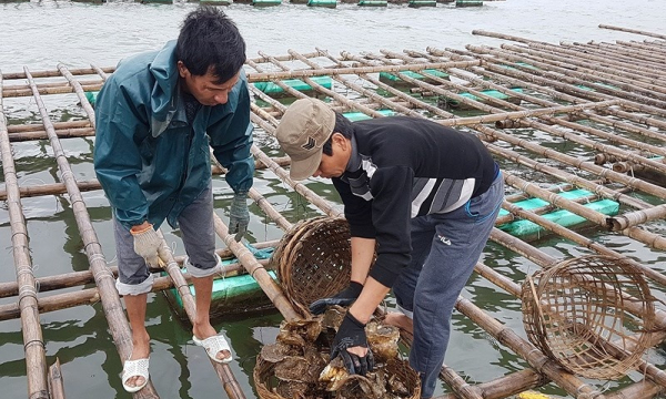 Hải Phòng: Nghiêm cấm các hình thức nuôi nhuyễn thể tại các bãi thuộc quần đảo Cát Bà
