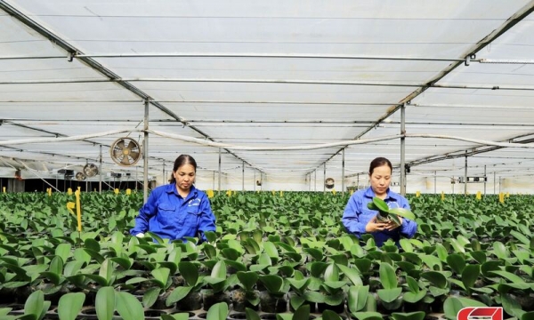 Mộc Châu phát triển nông nghiệp ứng dụng công nghệ cao