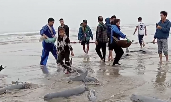 Hà Tĩnh: Đàn cá heo bị mắc lưới được thả về biển khơi