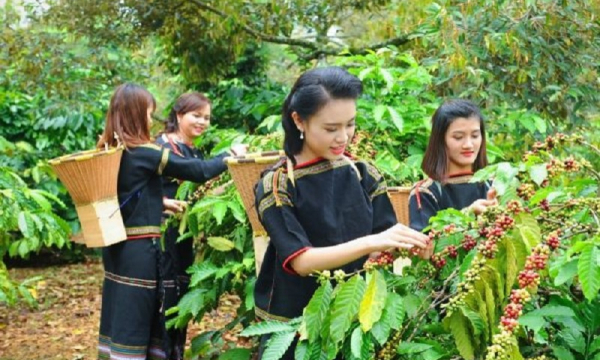 Giá cả thị trường nông sản hôm nay 4/1: Giá cà phê, giá tiêu ‘bắt tay’ cùng giảm