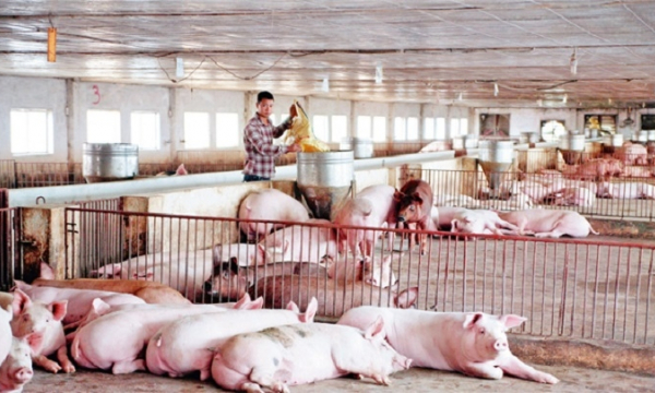 Giá heo hơi ngày hôm nay 4/1: Việt Nam tăng nhập khẩu, dự báo giá heo hơi khó tăng