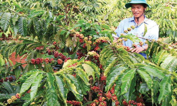 Giá cả thị trường nông sản hôm nay 5/1: Người trồng cà phê vẫn chưa vui