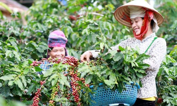 Giá cà thị trường nông sản hôm nay 7/1: Giá cả phê giảm mạnh, hồ tiêu đi ngang