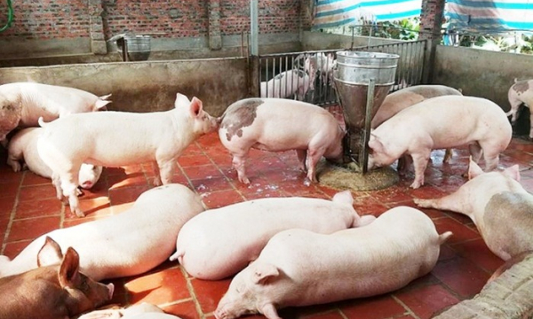 Giá heo hơi ngày hôm nay 7/1: Sức ép thịt lợn nhập khẩu khiến giá heo hơi Đồng Nai giảm