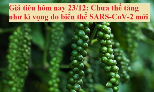 Giá tiêu hôm nay 23/12: Chưa thể tăng như kì vọng do biến thể SARS-CoV-2
