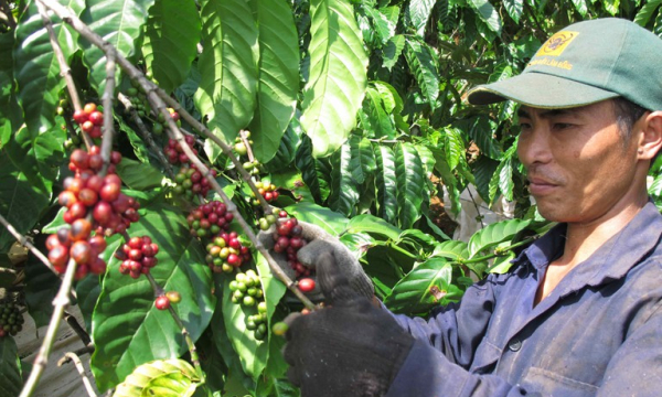 Thị trường giá nông sản (28/1): Giá cà phê hai sàn ngập sắc xanh, giá tiêu tiếp tục tăng
