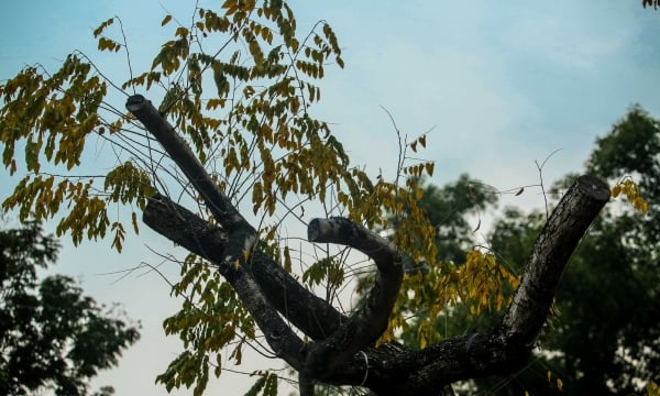 Lạng Sơn: Tưới hóa chất làm chết cây sưa khuôn viên công sở để bán