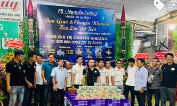 Theo dõi chặt hoạt động của nhóm loan tin mua lan đột biến 31 tỷ đồng