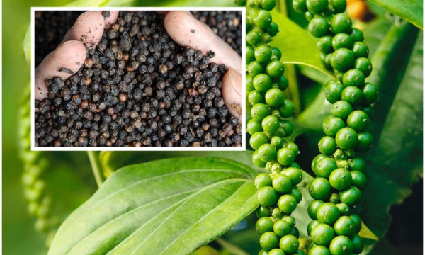Thị trường giá nông sản hôm nay 5/4: Giá cà phê giảm, giá tiêu tăng đột biến vượt mức 80.000 đ/kg