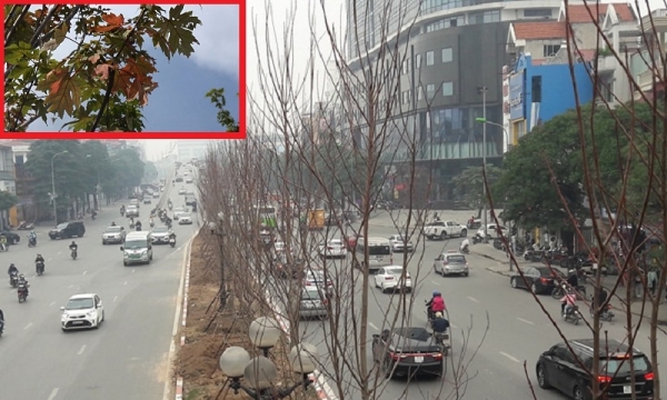 Thay phong lá đỏ ở Hà Nội: Chuyên gia khuyên trồng ở công viên
