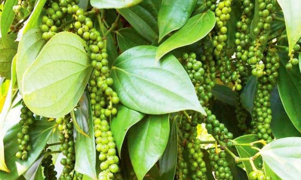 Giá hồ tiêu hôm nay 7/5: Giá tiêu cao nhất mức 69.000 đ/kg