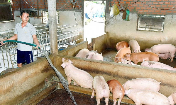 Giá heo hơi hôm nay 9/5: Giá lợn hơi đang ở mức thấp nhất trong 1 năm qua