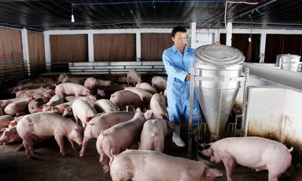 Giá heo hơi hôm nay 11/5: Lợn hơi tiếp tục giảm trước nguy cơ dịch tả bùng phát