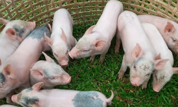 Giá heo hơi hôm nay 23/5: Giá lợn hơi 3 miền tăng bao nhiêu?