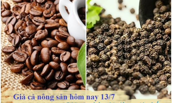 Giá cả nông sản hôm nay 13/7: Cà phê, hồ tiêu cùng tăng