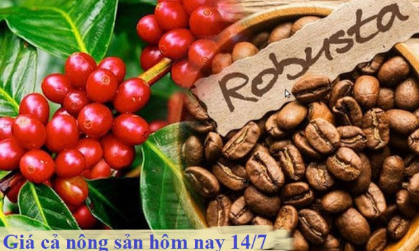 Giá cả nông sản hôm nay 14/7: Giá tiêu tăng, cà phê lao dốc