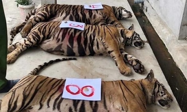 Tình tiết bất ngờ vụ 8 con hổ bị chết sau giải cứu