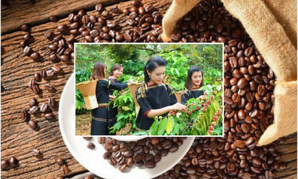 Trực tiếp giá cà phê hôm nay 21/8: Lên mức bán 39.200 đồng/kg, vị thế số 1 bị đe dọa