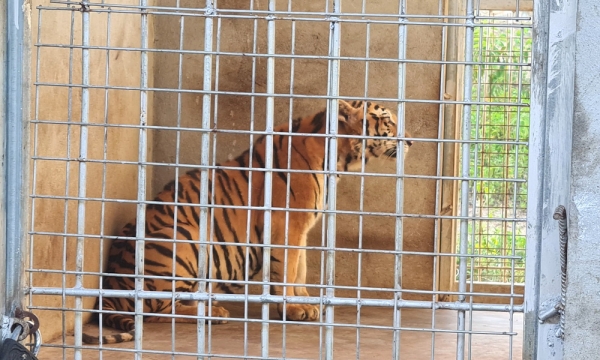 Vụ giải cứu 17 con hổ: 9 con sống sót chưa ai nuôi, mỗi ngày chi 20 triệu đồng tiền ăn