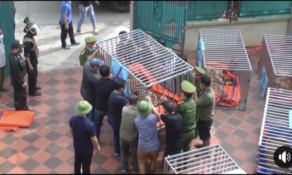 Diễn biến mới vụ giải cứu 17 con hổ ở Nghệ An: Xuất hiện doanh nghiệp nhận nuôi 9 con sống?