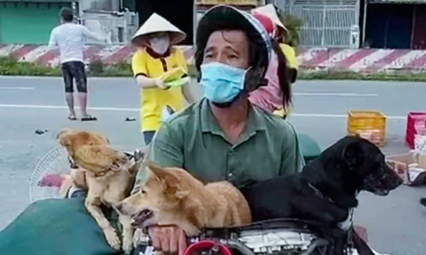 Bất ngờ vụ tiêu hủy 15 con chó ở Cà Mau: Chủ chó là người ngoại tỉnh, đi vào không phép?