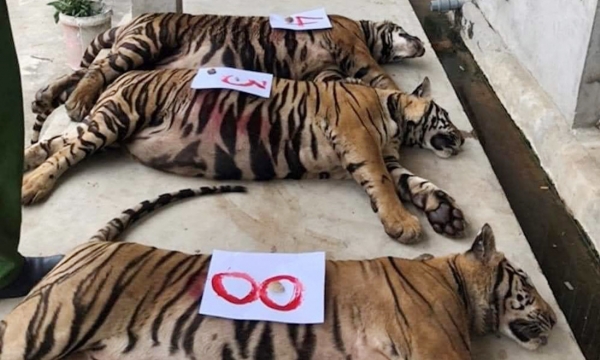 Diễn biến mới vụ giải cứu 17 con hổ ở Nghệ An