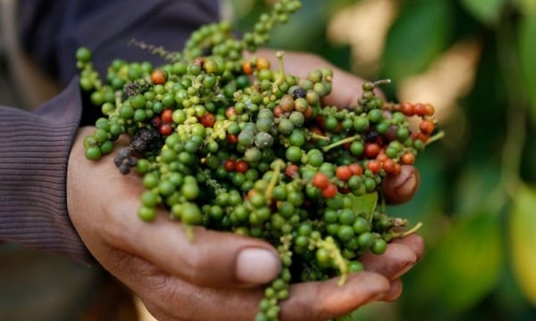 Giá cả thị trường nông sản hôm nay 20/12: Giá tiêu, giá cà phê tăng mạnh cuối năm